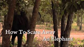 How to Scare Away an Elephant [upl. by Farika437]