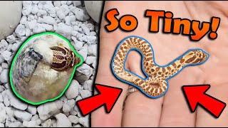 A RUNT Hognose Snake Hatched [upl. by Gorga]