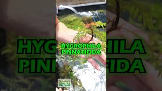 HYGROPHILA PINNATIFIDA BY THE STEM [upl. by Ylyl]