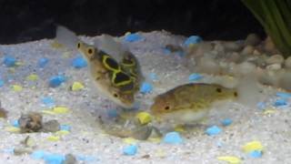 Tetraodon fluviatilis  puffer fish eating crab [upl. by Acinemod692]