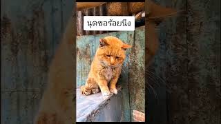 ขอร้อยนึงนุด🤭🤣 ทาสเเมว แมวน่ารัก cat catlover แมว [upl. by Nonnair]