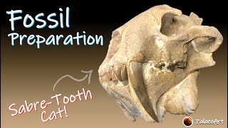 Finished Fossil Preparation  Sabretooth Cat Hoplophoneus Complete video [upl. by Mishaan66]