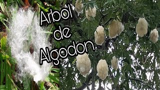 Arboles de Algodón  Pochote  Ceiba  puchote  apochote Lachatayou [upl. by Esila220]