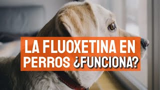 La FLUOXETINA puede ayudar a TU PERRO con ANSIEDAD🐶 [upl. by Baler]