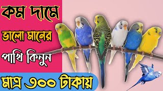 কম দামে ভালো মানের পাখি কিনুন  মাত্র ৩০০ টাকায় বাজরিকর পাখি  বাজরিকর পাখির দাম  lowest prize [upl. by Furtek]