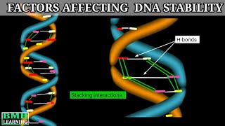 Factors Affecting DNA Stability  Stability Of DNA  DNA Denaturation [upl. by Akilaz]