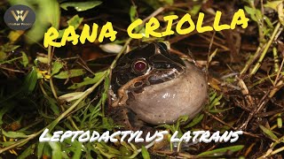 Canto nupcial de Rana Criolla Leptodactylus latrans ranacriolla en martingarcia anfibiosargentina [upl. by Novad]