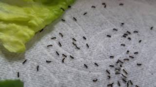 Newly Hatched Wooly Bear Caterpillars [upl. by Elset948]