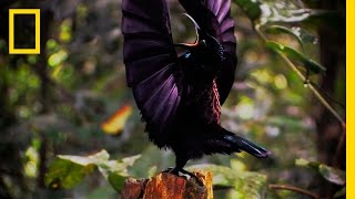 Amazing Avian Evolution  Birds of Paradise [upl. by Estrin884]