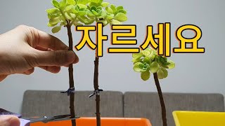 키다리 장미허브 잘라야 할까요 외목대 장미허브  vicks plant [upl. by Saimerej]