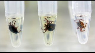 Identification of ticks by MALDITOF MS [upl. by Euf]