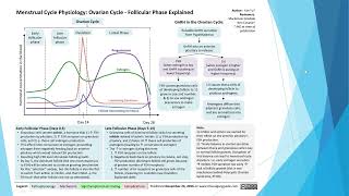 Female Reproductive Anatomy and Ovarian Cycle [upl. by Eiuol]