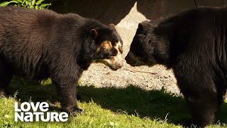 Spectacled Bear Tries to Woo a Potential Mate  Love Nature [upl. by Mozart]