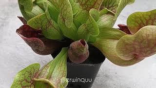 Sarracenia Purpurea [upl. by Zerlina]