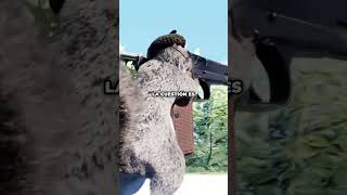 Cuidado con esta ARDILLA  SQUIRREL WITH A GUN GAMEPLAY [upl. by Orvil]