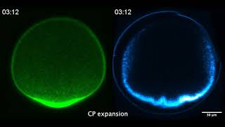 A Live Look Inside Oocytes [upl. by Nottap]