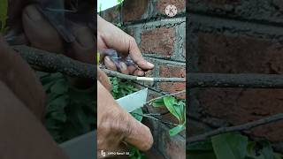 How to air layering sweet olive tree  Air layering olive tree grafting gardening fruiting [upl. by Asik710]