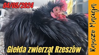 Giełda zwierząt Rzeszów 04052024 379 4K [upl. by Nyar878]