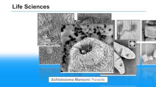 Image Examples from Keysight’s 8500B Field Emission Scanning Electron Microscope [upl. by Ranique]