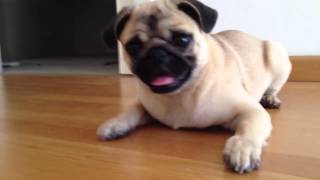 Cute and Crazy Pug barking and playing with a bottle [upl. by Llertnov386]