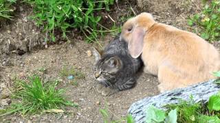 Cat vs Rabbit [upl. by Assenyl]