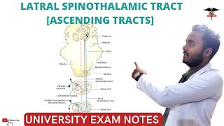 Lateral Spinothalamic tract  Ascending Tracts  Spinal cord  CNS Physiology [upl. by Atival956]