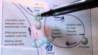 DNA replication in prokaryotes 3 [upl. by Burk]