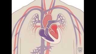 The Heart and Circulatory System  How They Work [upl. by Yerhpmuh]