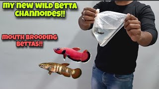 My most EXPENSIVE amp RARE BETTA  Betta Channoides  The real WILD Bettas [upl. by Airtap36]