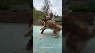 Training Big Wild Aggressive Husky 🤯 How To Train Dog 💀😱 shorts pets dog trending traineddogs [upl. by Arutnev]