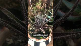 Haworthia plant garden succulent cactus rare youtubeshorts trending [upl. by Yllil563]