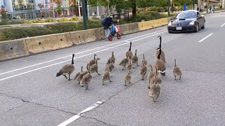 We saved the gosling from getting run over made friends and the parade grew [upl. by Doone]