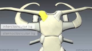 Sternoclavicular Joint  3D Anatomy Tutorial [upl. by Notnert]