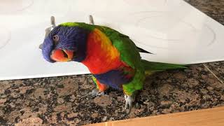 Best talking Rainbow Lorikeet 2 [upl. by Neila]