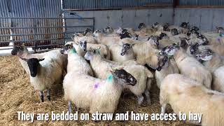 Sheep arrive at Tullamore Farm [upl. by Ainitsirc738]