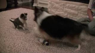 Sheltie plays with Sheltie Puppy [upl. by Lledualc]