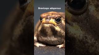 Breviceps adspersus Common rain frog rainfrog commonrainfrog frog shorts [upl. by Hendrik]