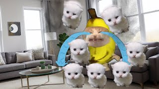 BANANA CAT  ULTIMATE COMPILATION 🍌😺 [upl. by Attirehs568]