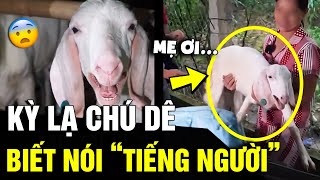 Kỳ lạ chú dê biết NÓI TIẾNG NGƯỜI liên tục kêu MẸ ƠI làm ai cũng NỔI DA GÀ  Tin Nhanh 3 Phút [upl. by Aiuqram396]