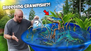 Breeding Blue Crawfish For Profit [upl. by Sualkin]