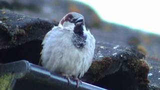 GRÅSPARV House Sparrow Passer domesticus Klipp  457 [upl. by Raskin428]