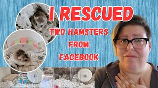 Facebook Hamster Rescue [upl. by Sigfried]