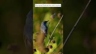 Bluegray Gnatcatcher catching bug birds Gnatcatcher subscribe shorts slowmotion wildlife [upl. by Einre]