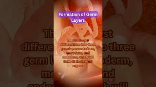 Formation of Germ Layers shorts [upl. by Adav]