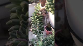 Pachyphytum compactum pendente e enorme diamante verde da natureza [upl. by Anair]