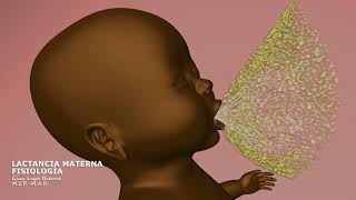 Fisiología Lactancia Materna  Breastfeeding Physiology  3D Animation [upl. by Ennail497]