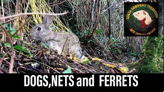 Catching rabbits using ferrets  Ferreting rabbit hunting [upl. by Yr]