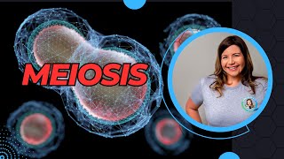 Meiosis with Mitosis Comparison [upl. by Wiltsey585]