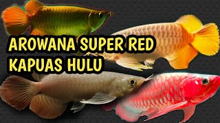 AROWANA SUPER REDASLI KAPUAS HULU [upl. by Dusa]