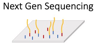 Next Generation Sequencing Illumina  An Introduction [upl. by Concepcion]